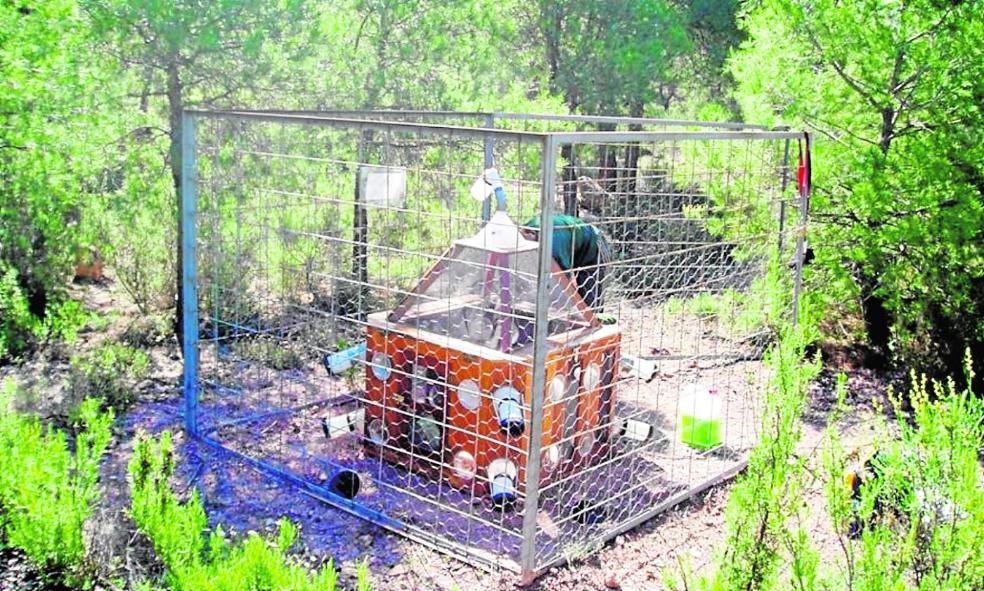 La Región, pionera en 'insectos policía'
