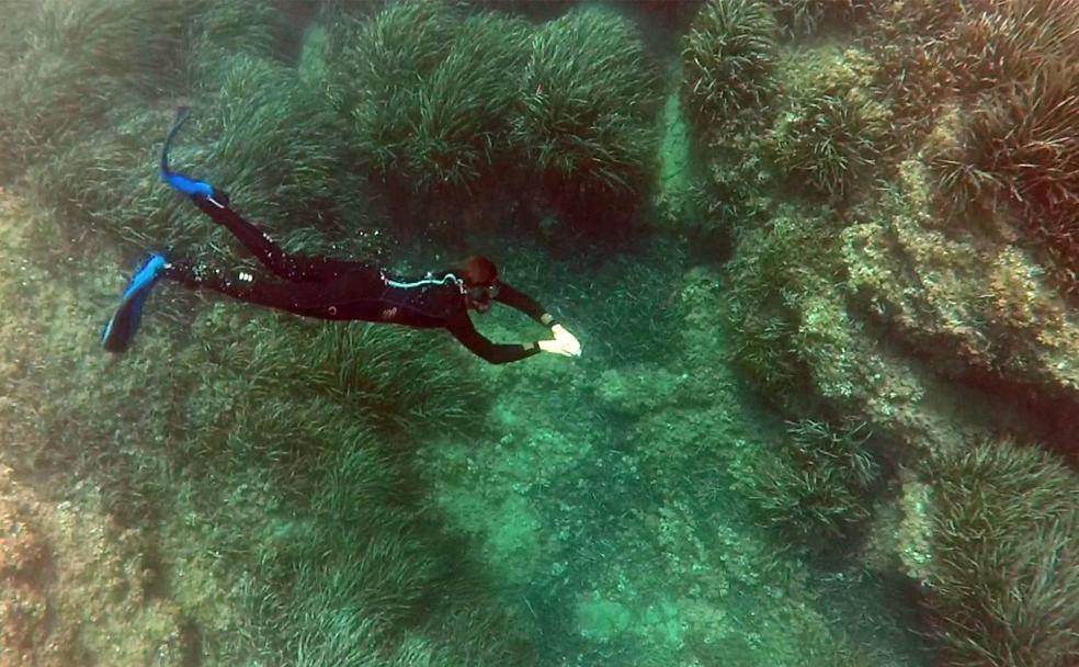 500 metros ya no son suficientes para la posidonia